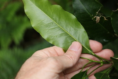 Sarcomelicope simplicifolia