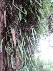 Polypodiaceae