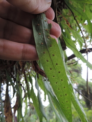 Polypodiaceae