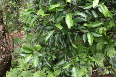 Sarcomelicope simplicifolia