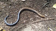 Coeranoscincus reticulatus