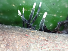 Xylaria bambusicola