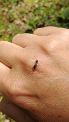 Molorchus bimaculatus