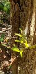 Bifalcula