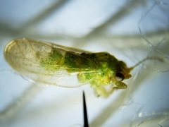 Craspedolepta euthamiae