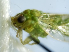 Craspedolepta euthamiae
