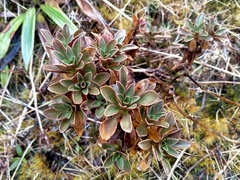 Gentianella impressinervia