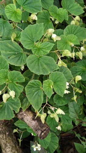 Begonia hirtella