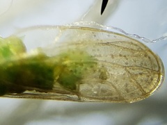 Craspedolepta euthamiae