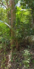 Dypsis leptocheilos