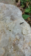 Molorchus bimaculatus