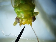 Craspedolepta euthamiae