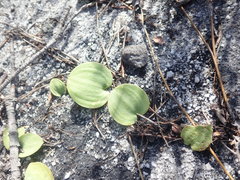 Eriospermum nanum
