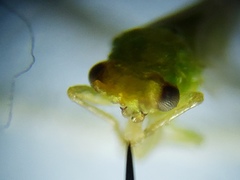 Craspedolepta euthamiae