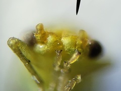 Craspedolepta euthamiae