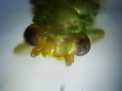 Craspedolepta euthamiae