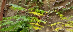 Ailanthus altissima