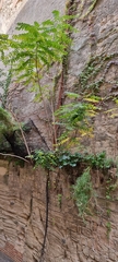 Ailanthus altissima