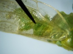 Craspedolepta euthamiae