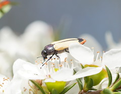Castiarina fossoria
