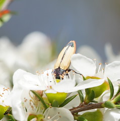 Castiarina fossoria