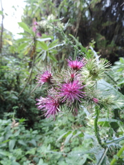 Carduus leptacanthus