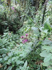 Carduus leptacanthus