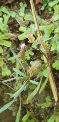 Anisostachya