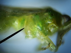 Craspedolepta euthamiae