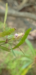 Anisostachya