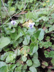 Viola eminii