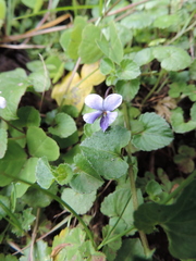 Viola eminii