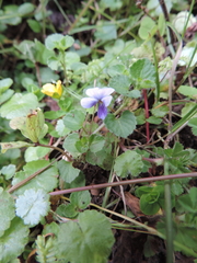 Viola eminii