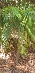 Dypsis rivularis