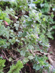 Clinopodium simense