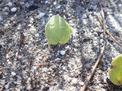 Eriospermum nanum