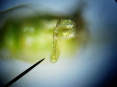 Craspedolepta euthamiae