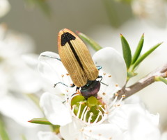 Castiarina fossoria