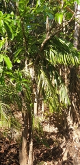 Dypsis rivularis