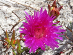 Lampranthus tenuifolius