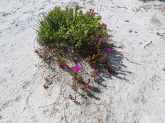 Lampranthus tenuifolius
