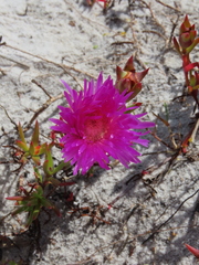 Lampranthus tenuifolius