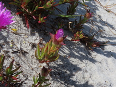 Lampranthus tenuifolius