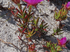 Lampranthus tenuifolius