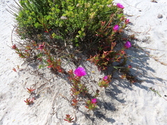 Lampranthus tenuifolius