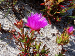 Lampranthus tenuifolius