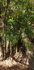 Dypsis rivularis