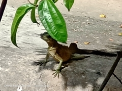 Hydrosaurus pustulatus