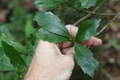 Polyosma cunninghamii