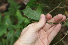 Polyosma cunninghamii